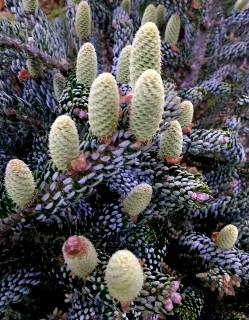 Abies koreana 'Silberlocke' Korean Fir - Kigi Nursery